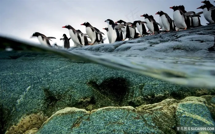 高清企鹅唯美风景壁纸海洋生物