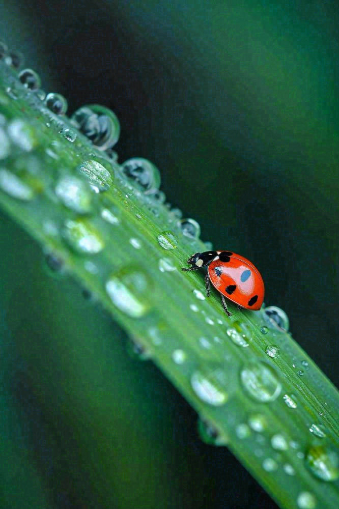 春夏雨天雨水七星瓢虫叶子，昆虫，小暑大暑白露雨水谷雨摄影图