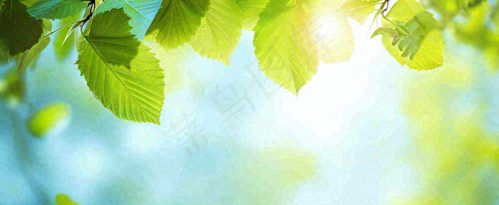 春天阳光绿叶嫩芽清新，立春春分摄影图