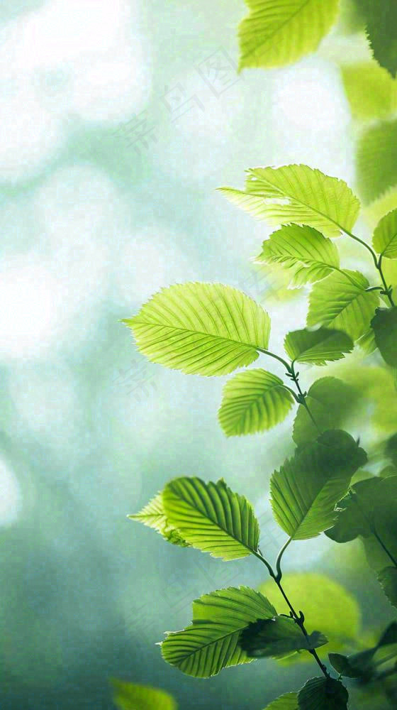 阳光明媚春天春意盎然嫩草，发芽，春分，立春摄影图