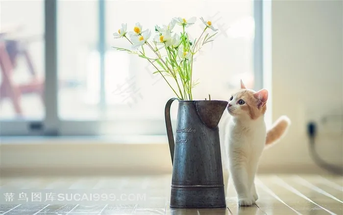 浇水壶插花小猫摄影素材