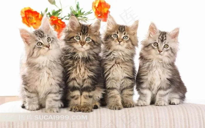 四只可爱小花猫