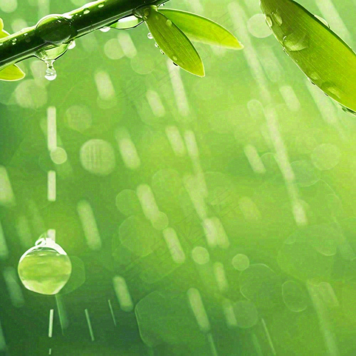 清新绿色春天绿芽叶子雨水露珠，春分谷雨摄影图