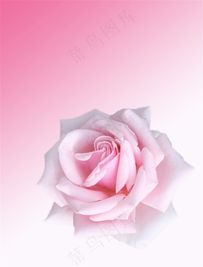 唯美粉色渐变背景上的粉色玫瑰花朵高清图片