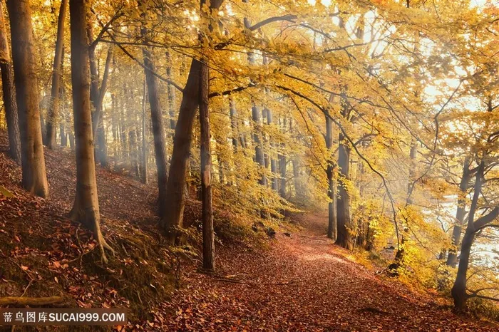 秋季小树林风光图片