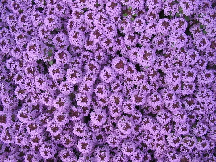 一丛紫色花朵图片