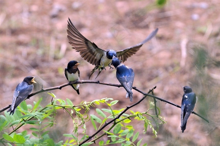 休息中的小燕子