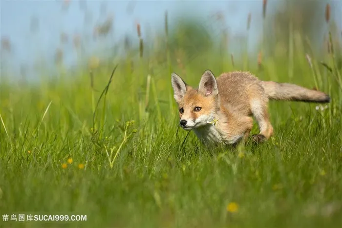 草丛奔跑小狐狸图片