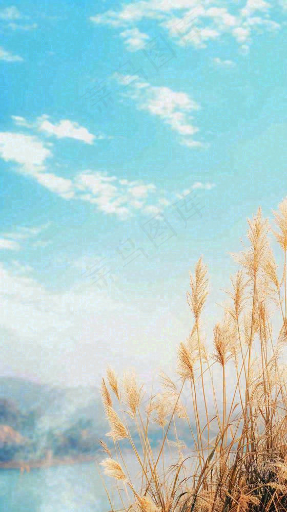 秋天蓝天户外芦苇草，立秋秋分摄影图