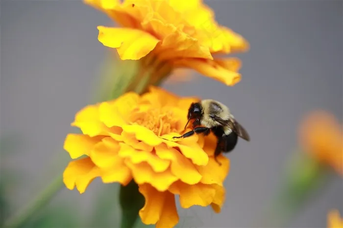 可爱动物蜜蜂采蜜图片