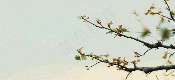 春天枝叶萌芽发芽绿叶，简约清新立春摄影图