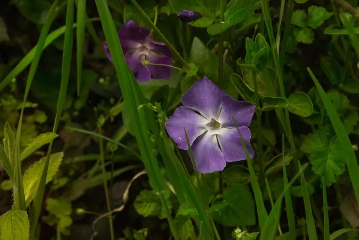 草丛紫色罗兰花图片