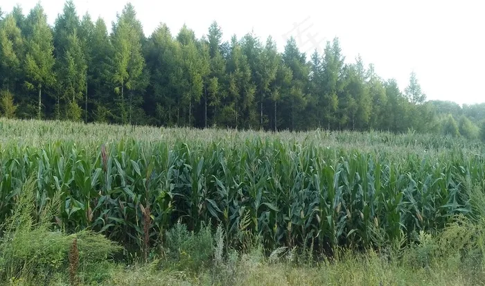 松树林前的玉米地