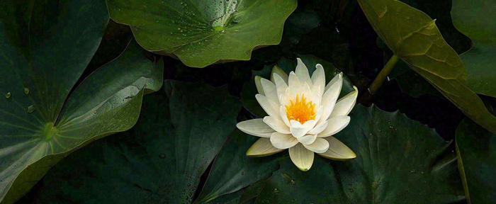 夏天荷花池荷叶白荷花睡莲特写，夏至小暑大暑摄影图