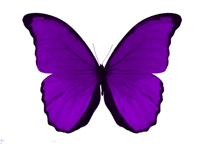 蝴蝶紫色蝴蝶免抠图