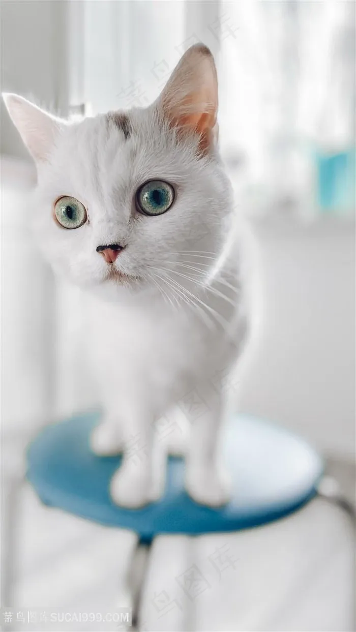 可爱白猫图片