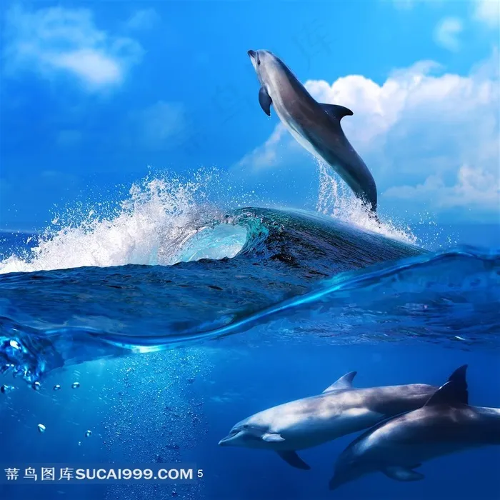 畅游大海的海豚近景特写摄影高清图片