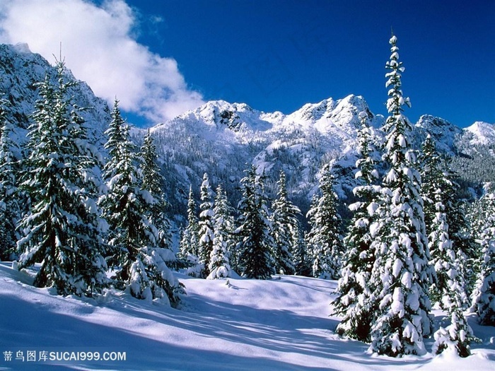 雪景大树壁纸 菜鸟图库
