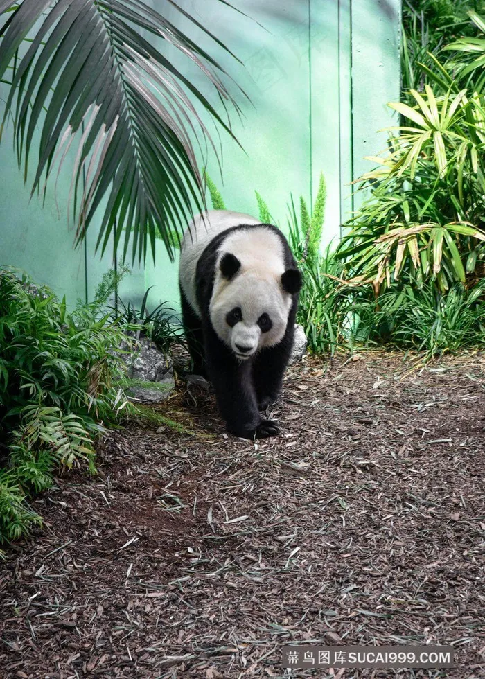高清动物园里的大熊猫图片