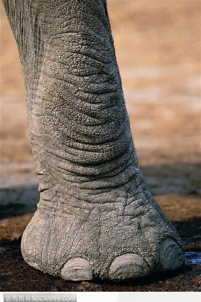 非洲野生大象·象腿特写