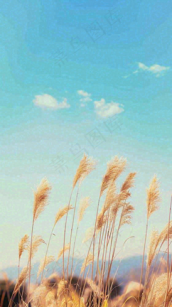 秋天蓝天户外芦苇草，立秋秋分摄影图