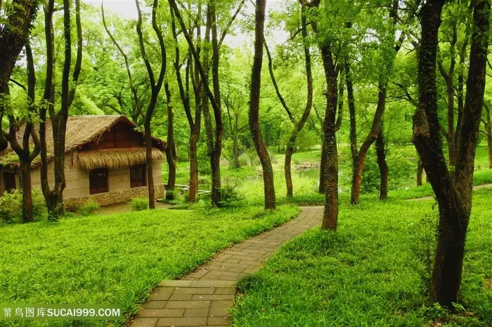 杭州植物园植物丛林摄影图树林图片