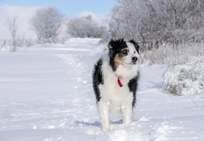 雪地里行走的雪橇犬图片