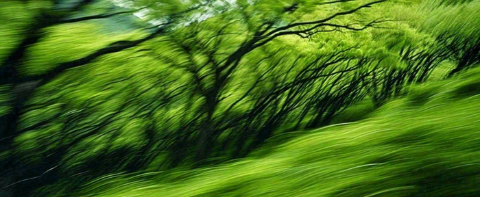 绿色树木虚幻树林摄影图