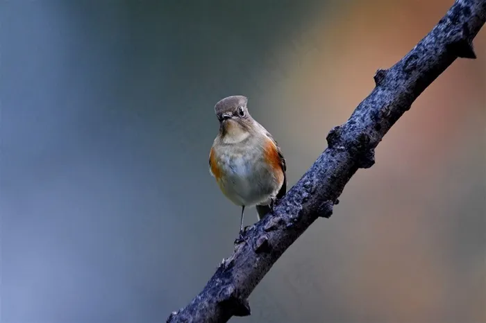 鸟类大全红胁蓝尾鸲摄影素材图片