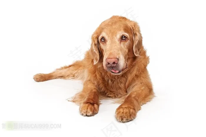 高清动物图片拉布拉多犬
