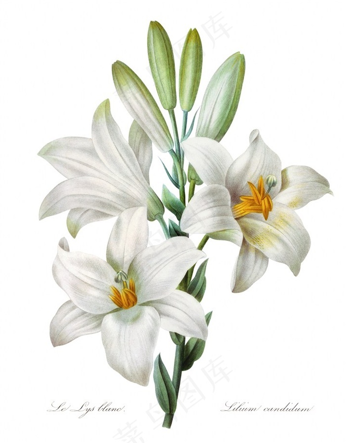 手绘百合花大图 菜鸟图库