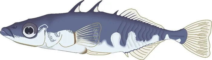 卡通动漫风动画动漫写实素描描摹动物海洋世界鱼4