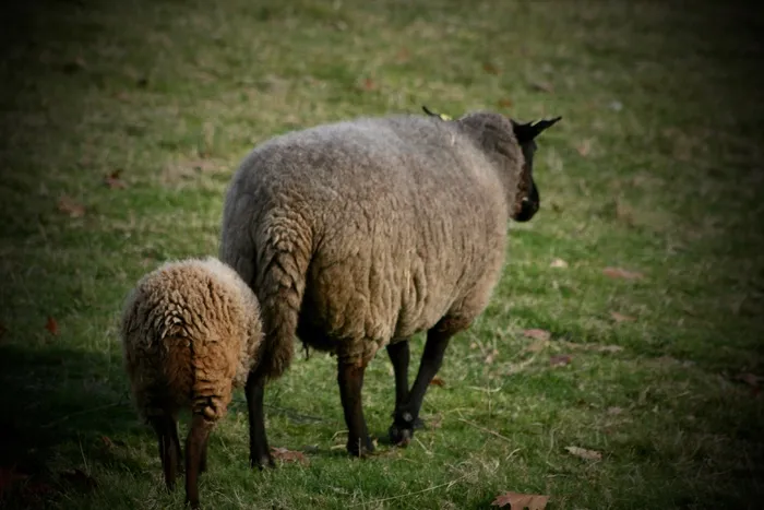 牧场母羊小羊图片