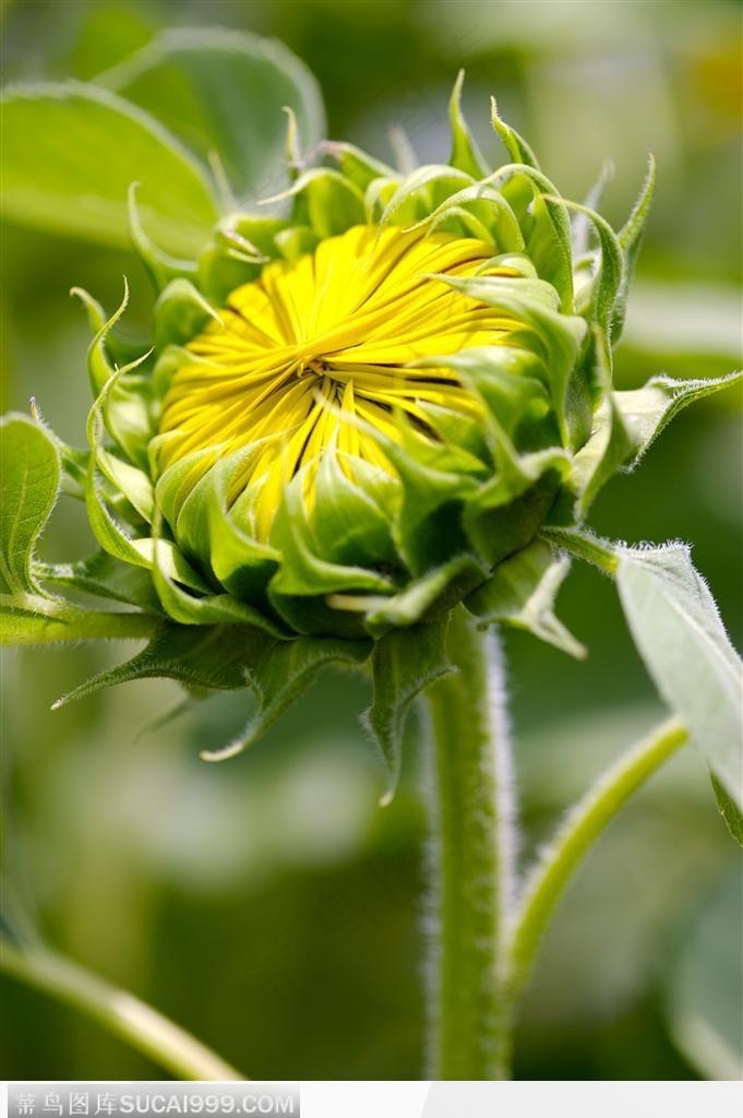 金色向日葵-含苞待放的向日葵
