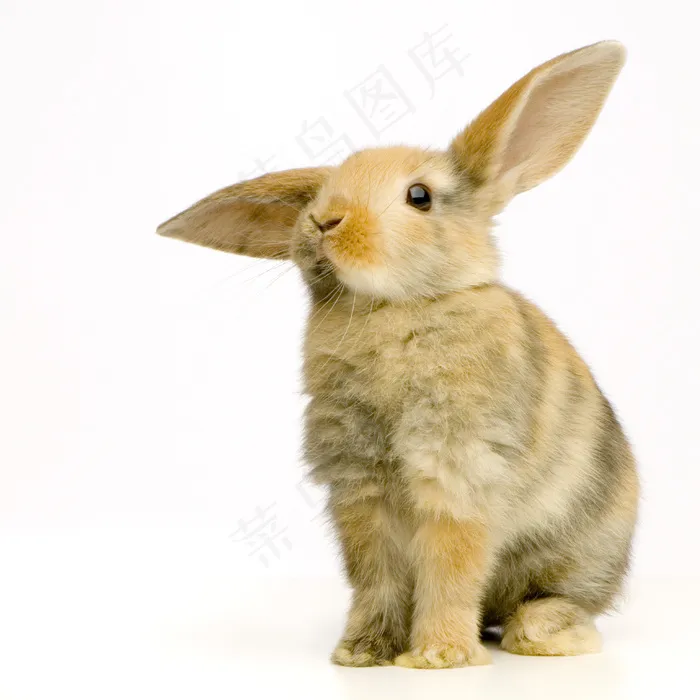 可爱小兔子图片下载