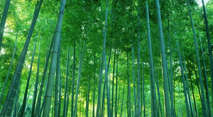 唯美清新竹子竹林风景图片