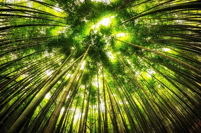 高清唯美竹子竹林风景图片