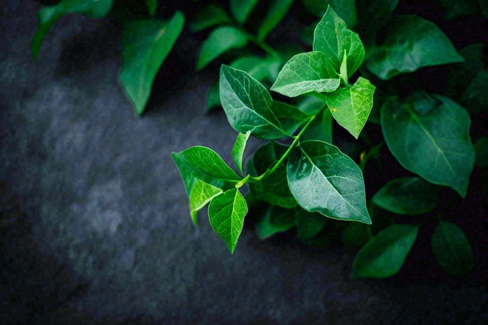 清新绿叶绿植植物叶子特写立夏夏至大暑春夏摄影图