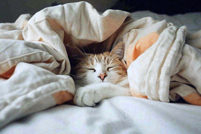 被窝里睡觉的猫猫，可爱的动物摄影图