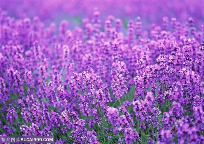 花海世界-漂亮的紫色花束