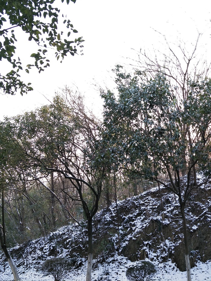 雪后的景色 菜鸟图库
