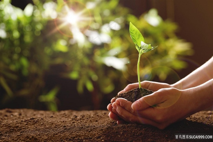手捧着一颗青苗手势图片