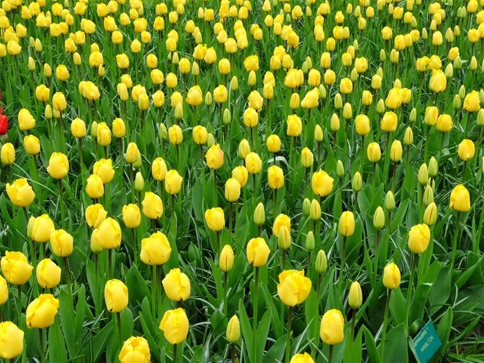 黄色郁金香花海鲜花图片