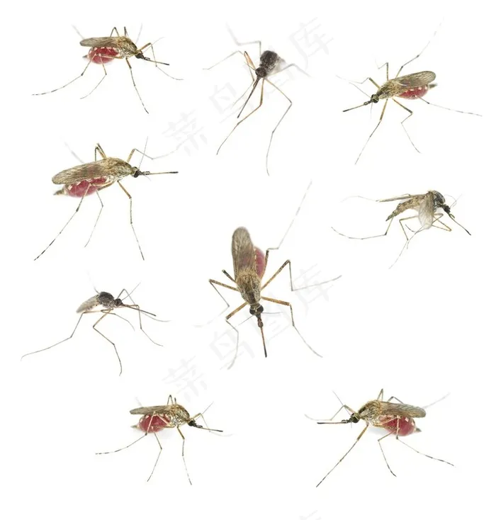 多款吸饱血的蚊子高清图片