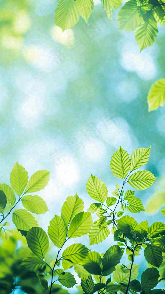 阳光明媚春天春意盎然嫩草，发芽，春分，立春摄影图