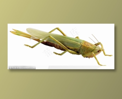 昆虫世界-绿色的蚂蚱侧面