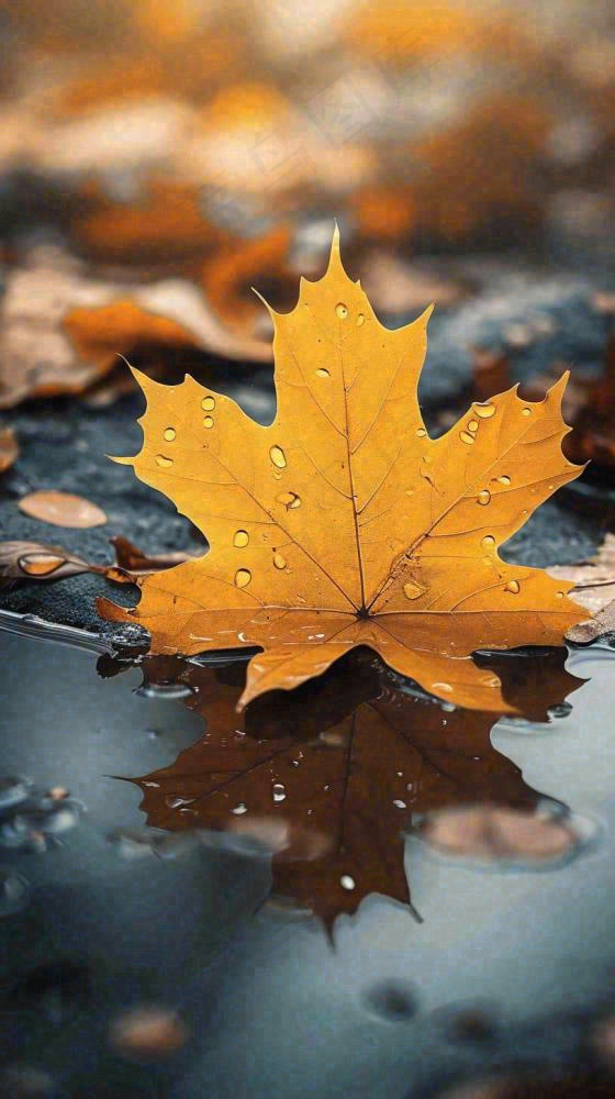 秋天黄色秋叶落叶雨天特写故事感，秋分立秋摄影图