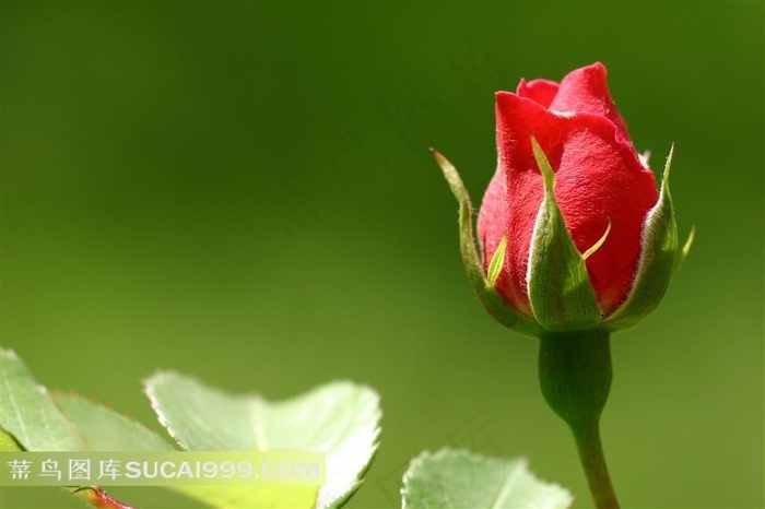 含苞待放玫瑰花图片素材 菜鸟图库