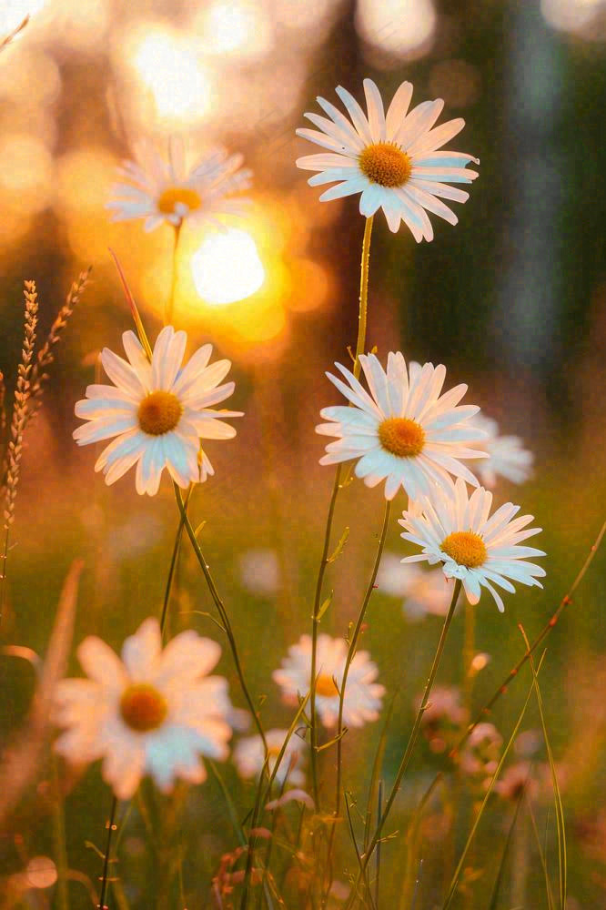 落日小花小草花朵特写，郊游玩耍意境摄影图