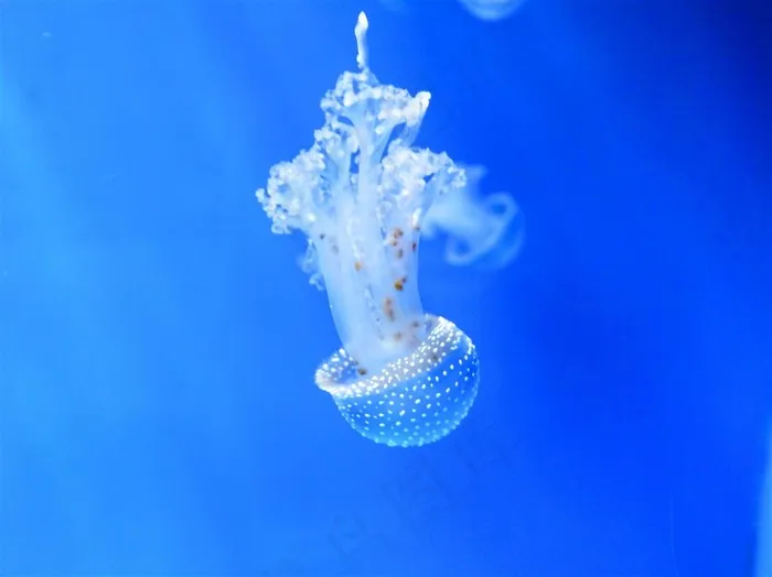 海洋里的水母动物素材